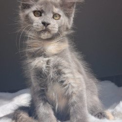 Maine Coon EZ Penelope1