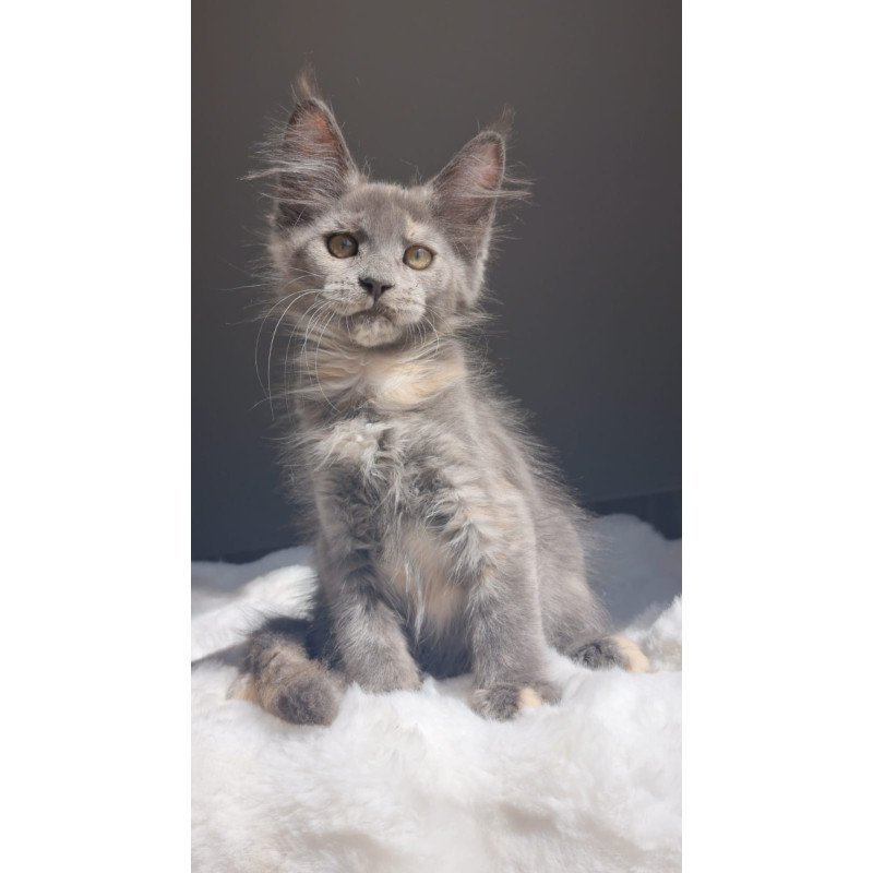 Maine Coon EZ Penelope1