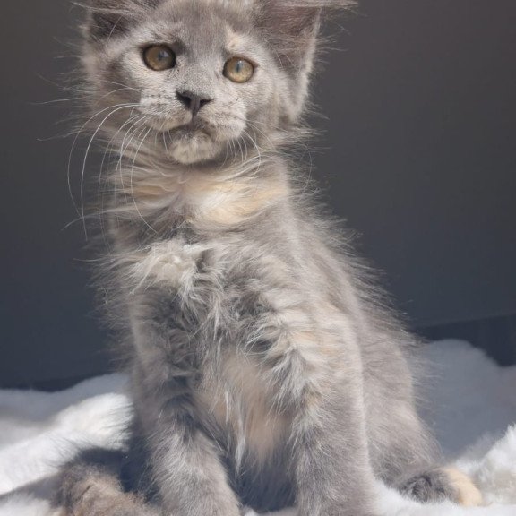 Maine Coon EZ Penelope1