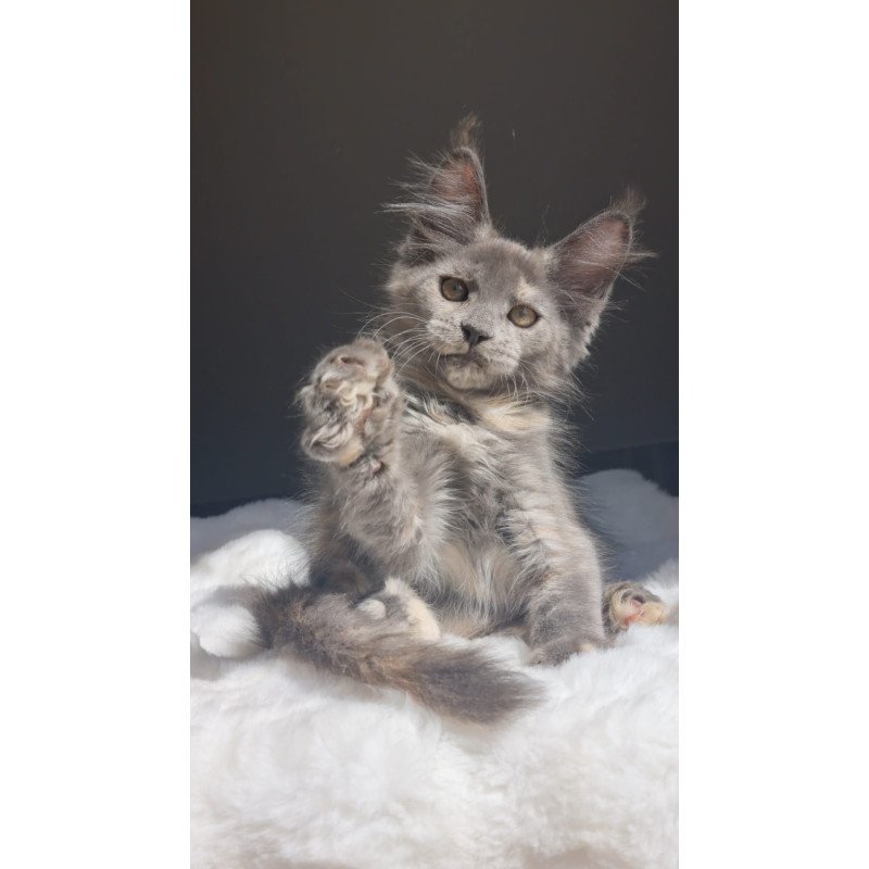 Maine Coon EZ Penelope1