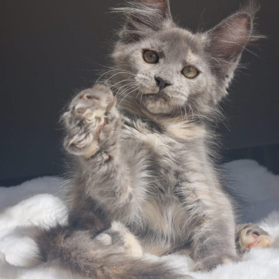 Maine Coon EZ Penelope1
