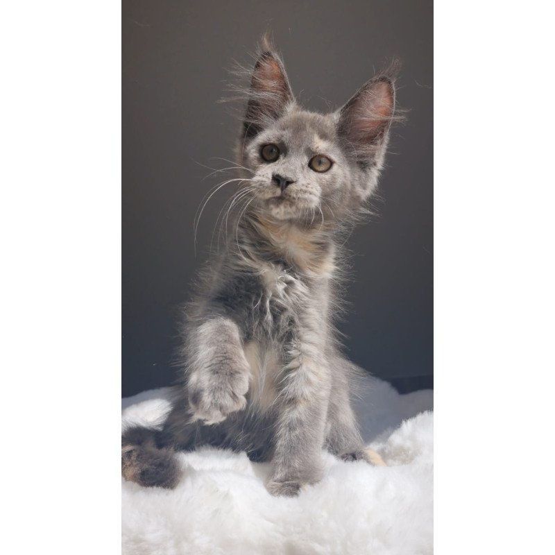 Maine Coon EZ Penelope1
