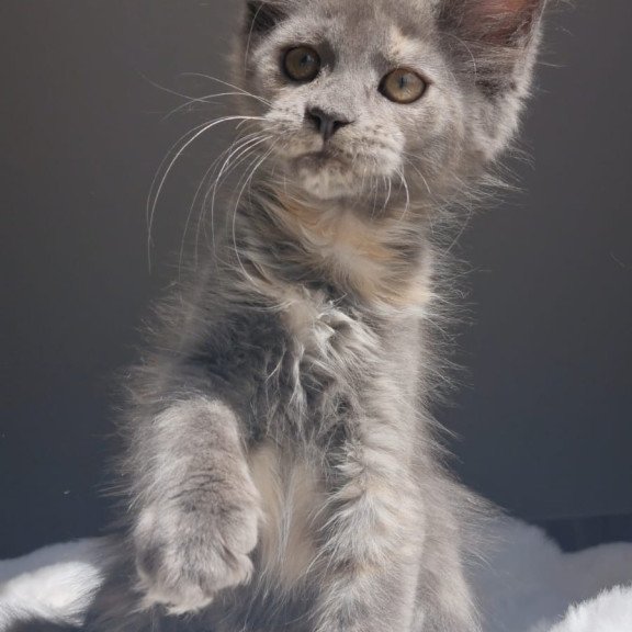 Maine Coon EZ Penelope1