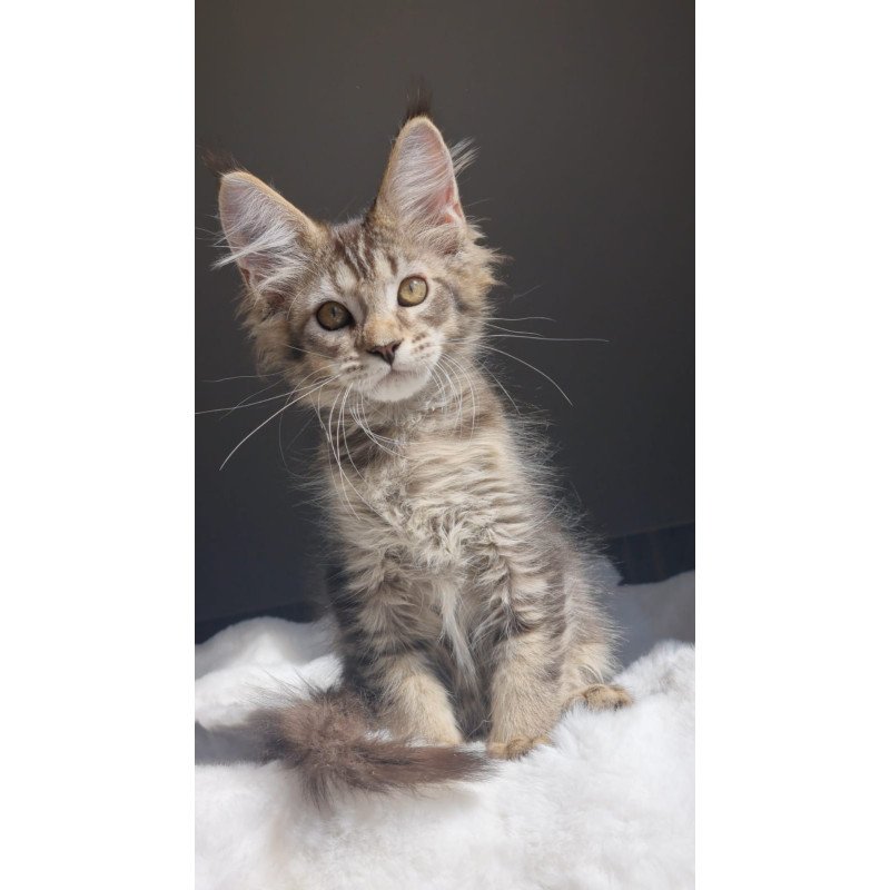 Maine Coon EZ Pilar