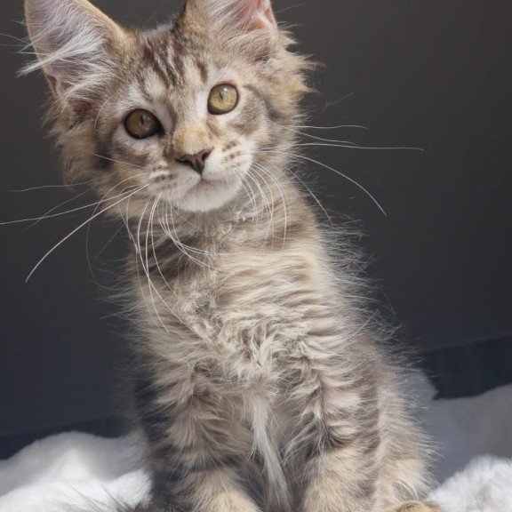 Maine Coon EZ Pilar