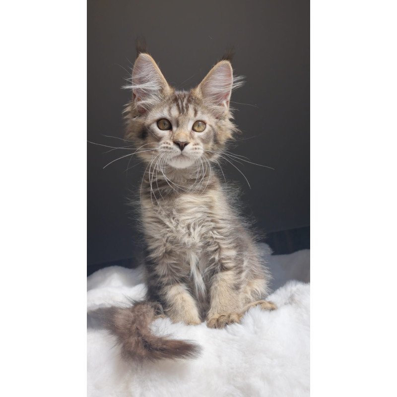 Maine Coon EZ Pilar