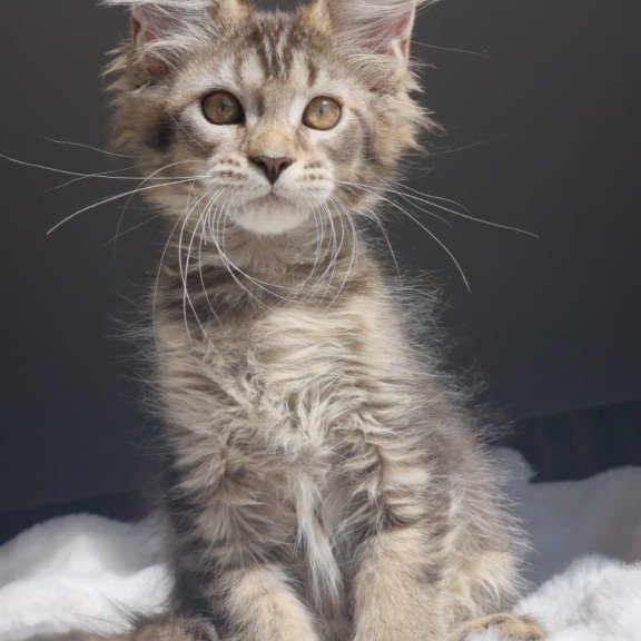 Maine Coon EZ Pilar
