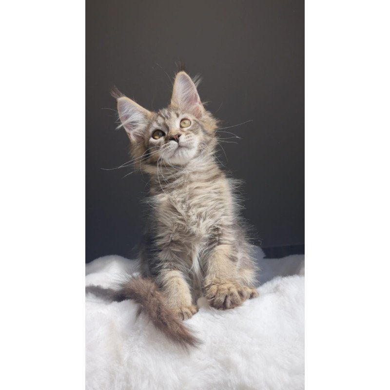 Maine Coon EZ Pilar