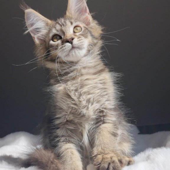 Maine Coon EZ Pilar