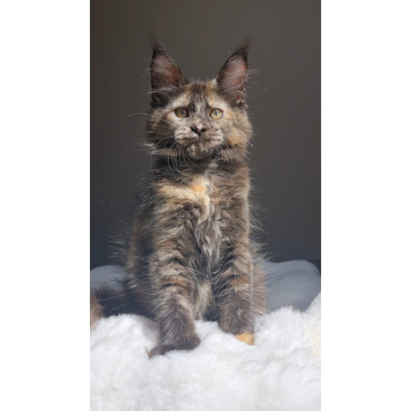 Maine Coon EZ Pandora