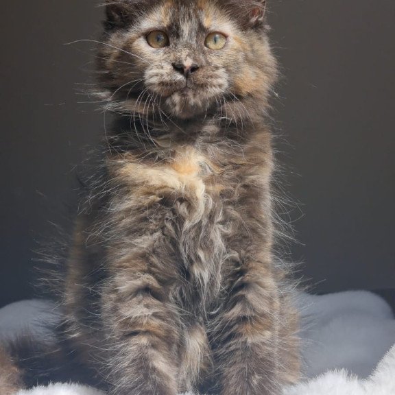 Maine Coon EZ Pandora