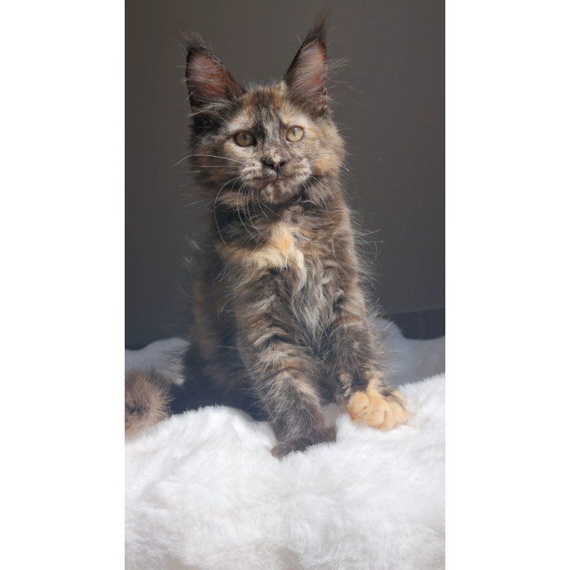 Maine Coon EZ Pandora