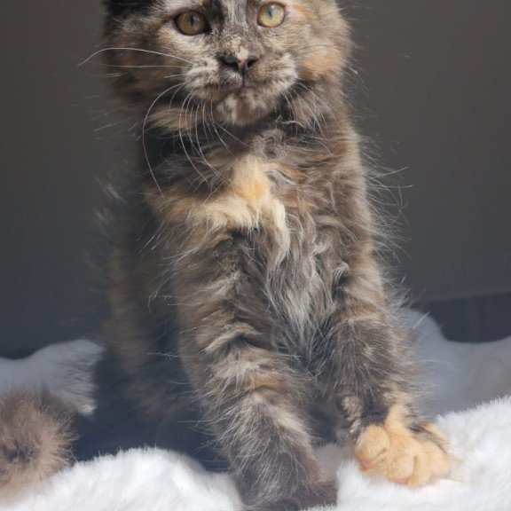 Maine Coon EZ Pandora