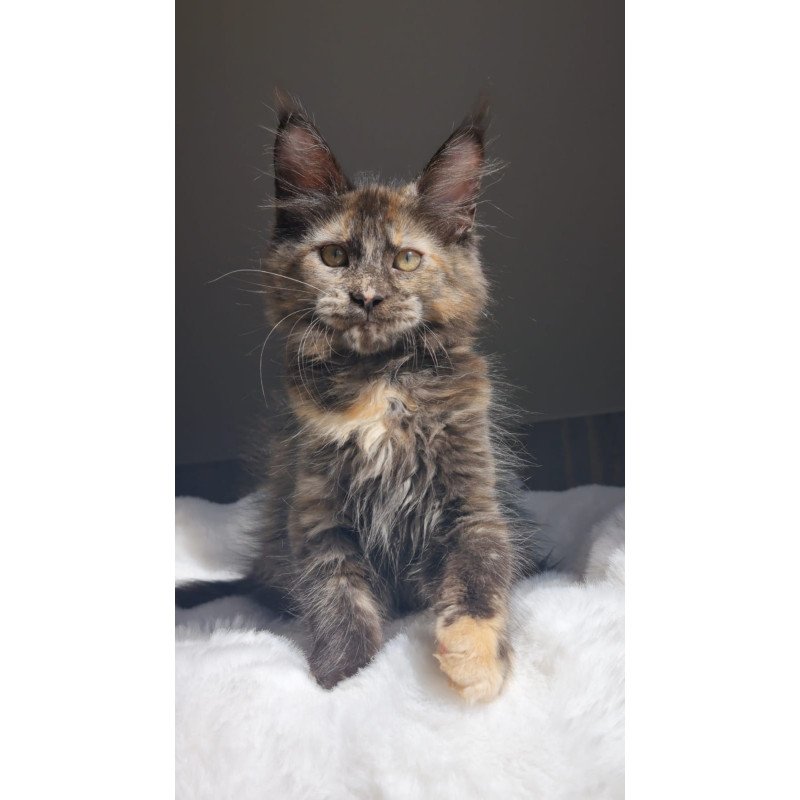 Maine Coon EZ Pandora