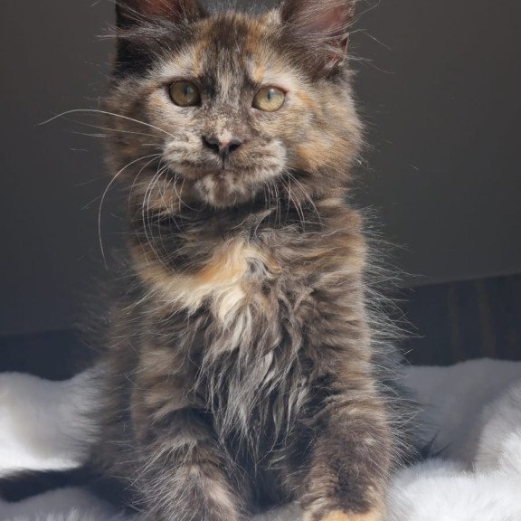 Maine Coon EZ Pandora