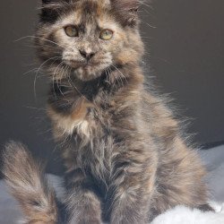 Maine Coon EZ Pandora