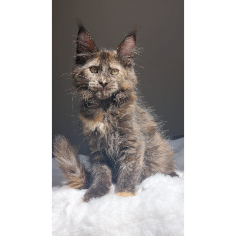 Maine Coon EZ Pandora