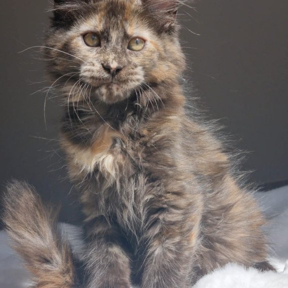 Maine Coon EZ Pandora