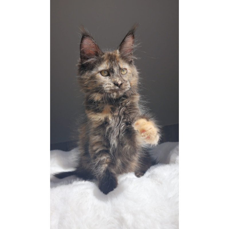 Maine Coon EZ Pandora