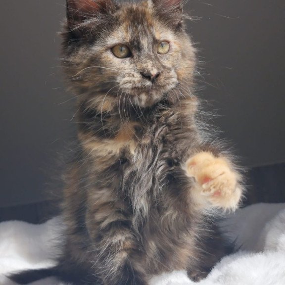 Maine Coon EZ Pandora
