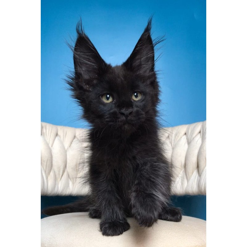 Maine Coon EZ Zorro