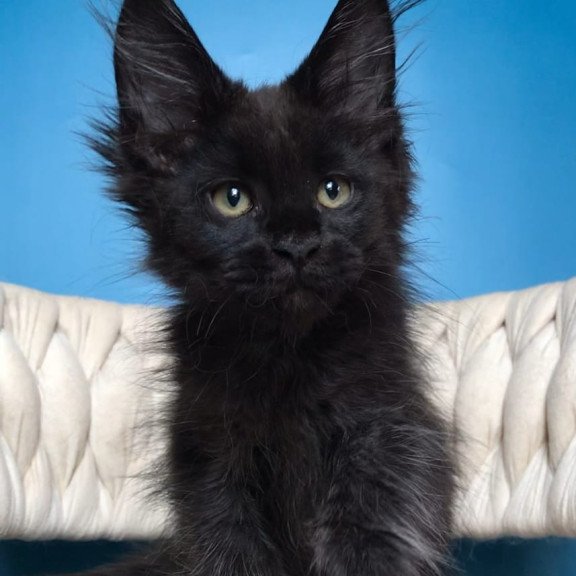 Maine Coon EZ Zorro