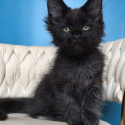 Maine Coon EZ Zorro