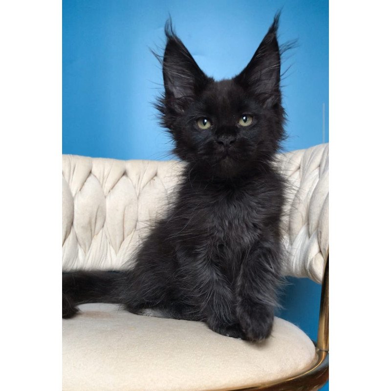Maine Coon EZ Zorro