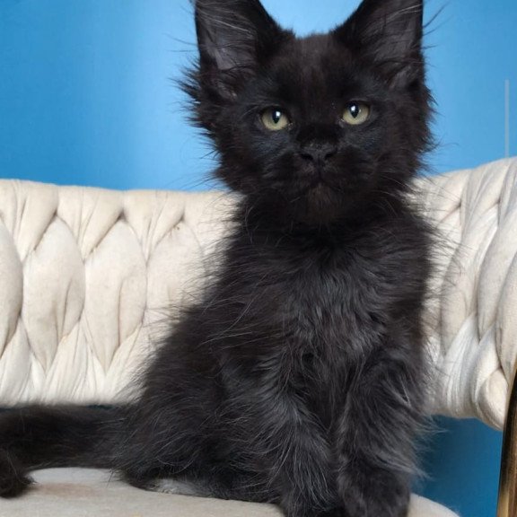 Maine Coon EZ Zorro