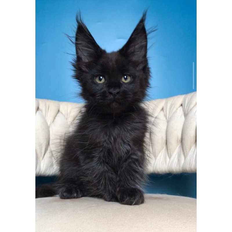 Maine Coon EZ Zorro