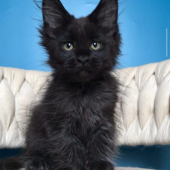 Maine Coon EZ Zorro