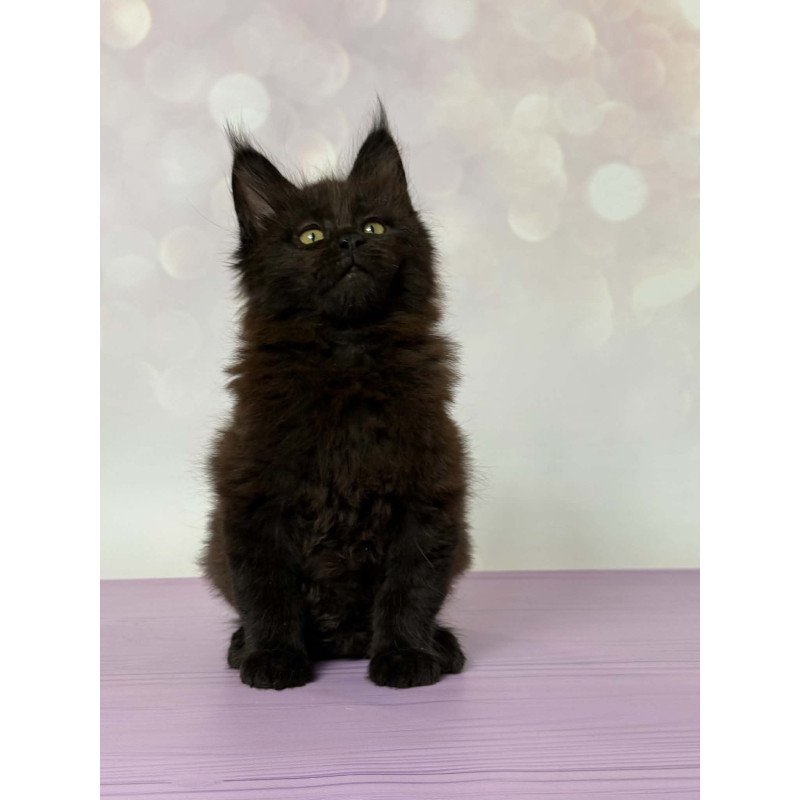 Maine Coon EZ Fank