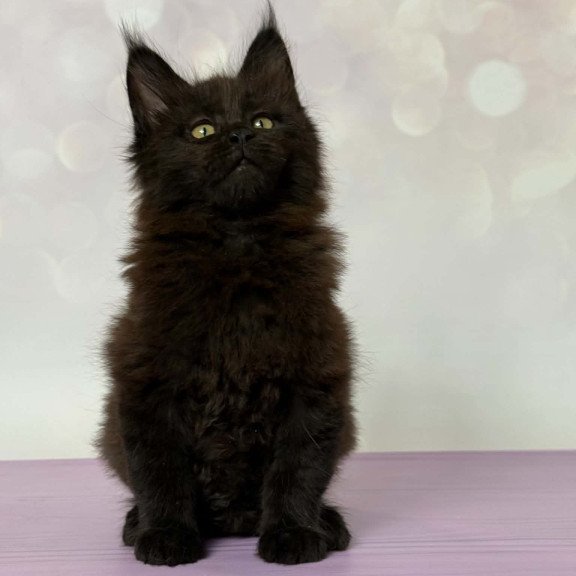 Maine Coon EZ Fank