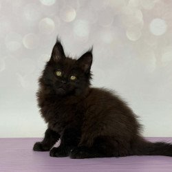 Maine Coon EZ Fank