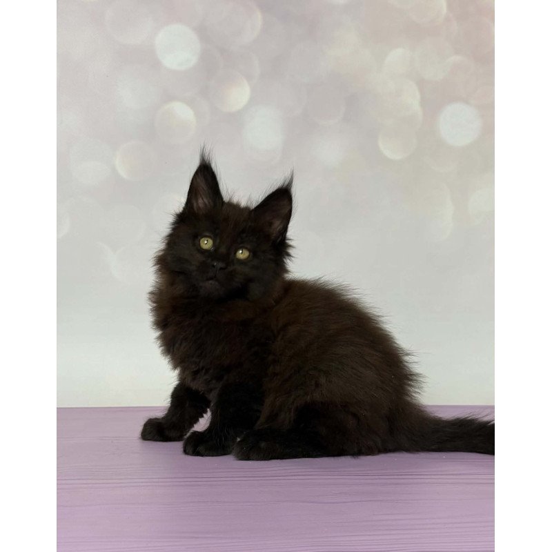 Maine Coon EZ Fank