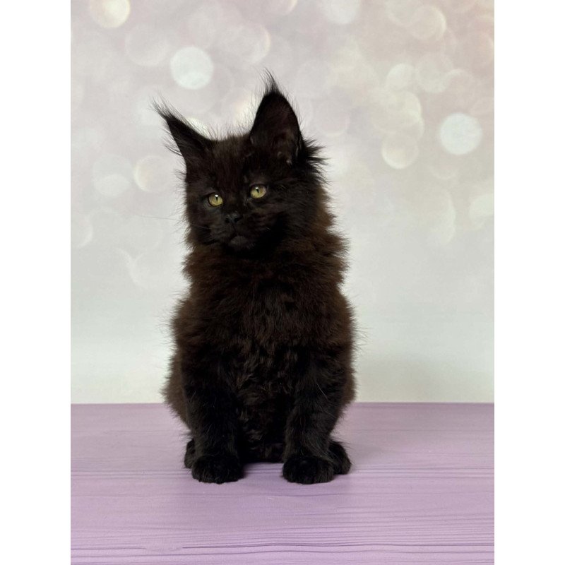 Maine Coon EZ Fank