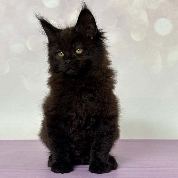 Maine Coon EZ Fank