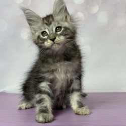 Maine Coon EZ Fantik