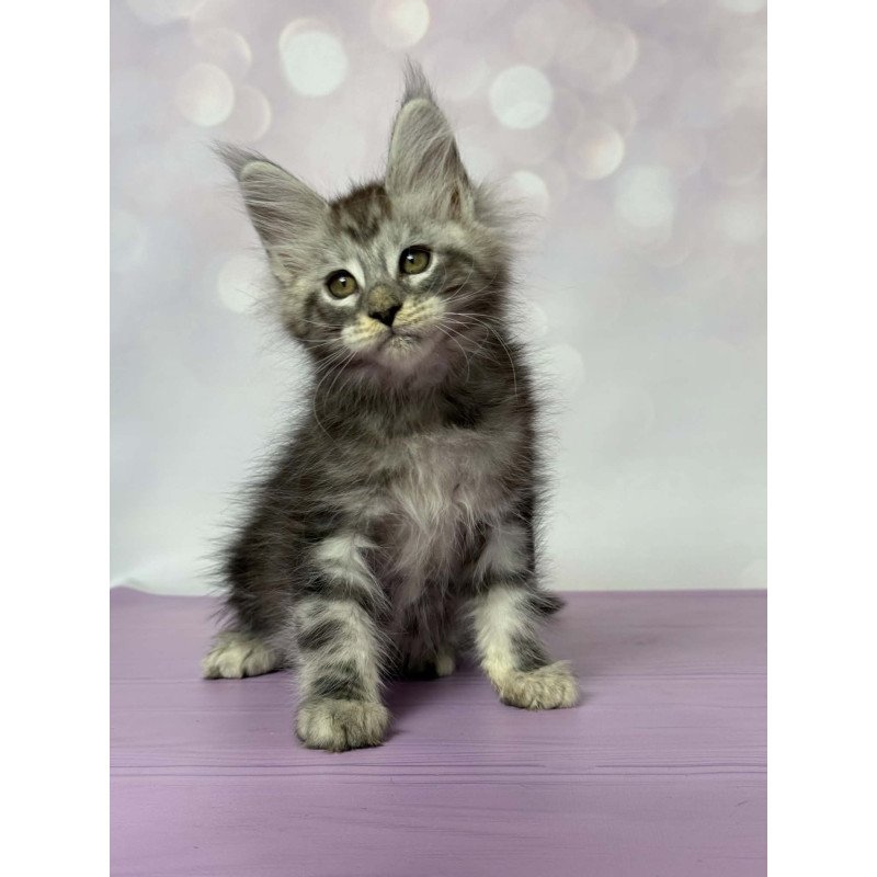 Maine Coon EZ Fantik