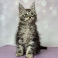 Maine Coon EZ Fantik