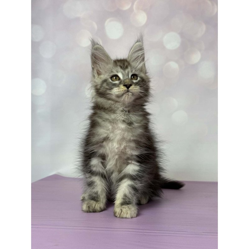 Maine Coon EZ Fantik