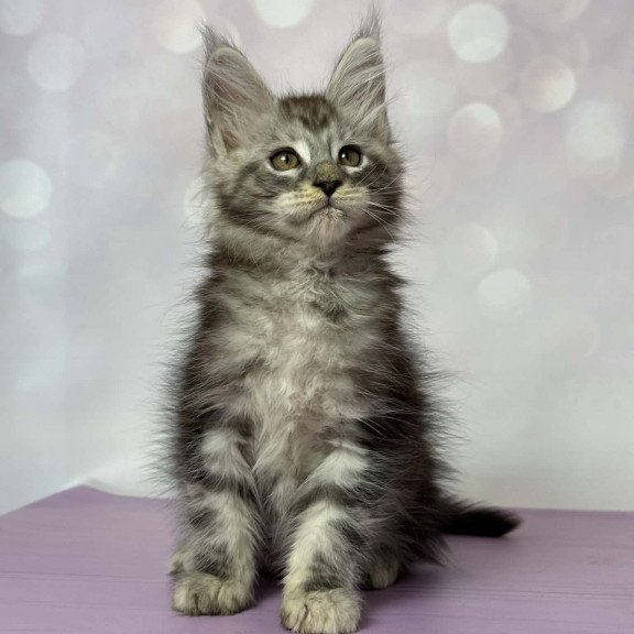 Maine Coon EZ Fantik