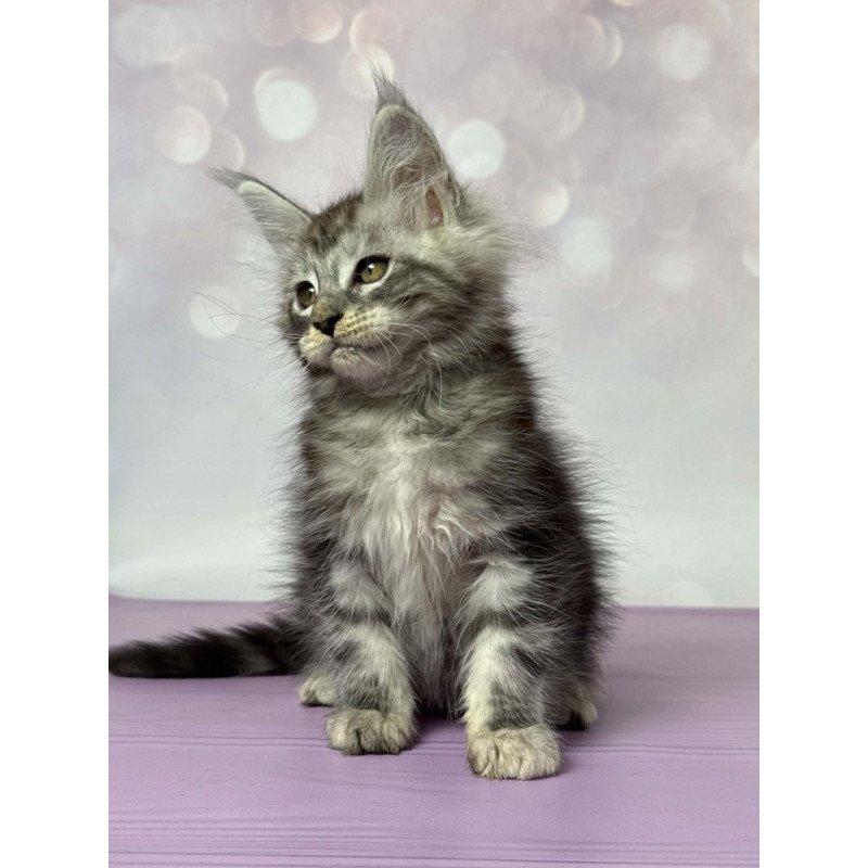 Maine Coon EZ Fantik