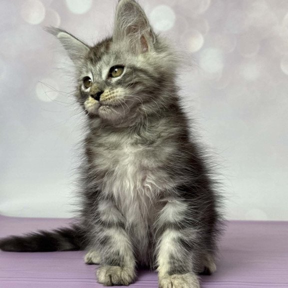 Maine Coon EZ Fantik
