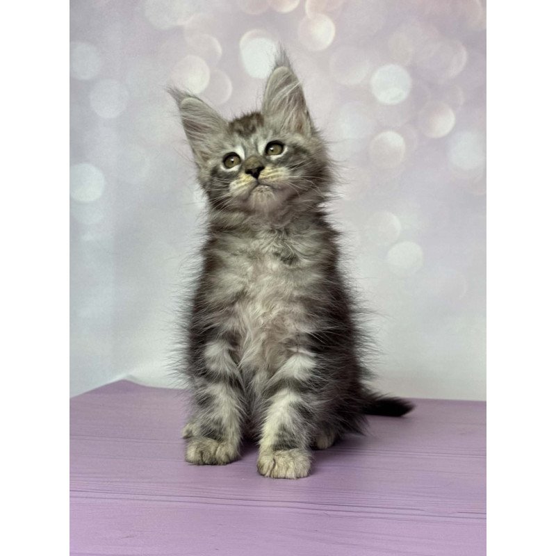 Maine Coon EZ Fantik