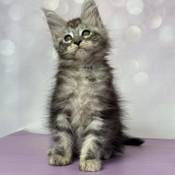 Maine Coon EZ Fantik