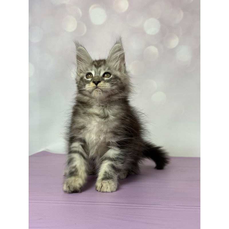Maine Coon EZ Fantik