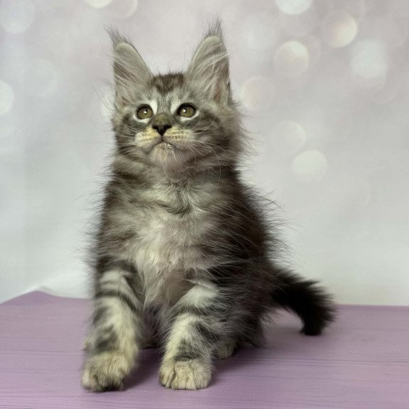 Maine Coon EZ Fantik