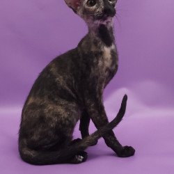 Peterbald EZ Queen of Spades