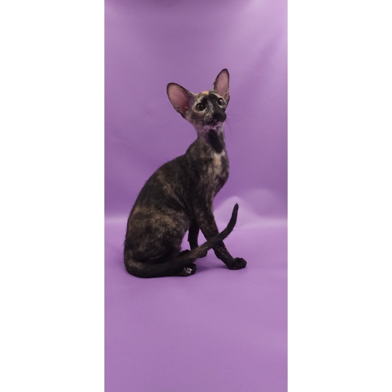 Peterbald EZ Queen of Spades